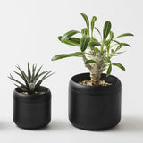 プラントポット ハチ