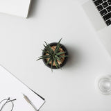 プラントポット ハチ