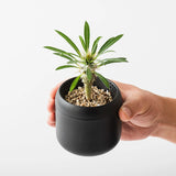 プラントポット ハチ