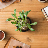 プラントポット ハチ